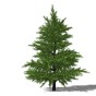 3D植物树28.jpg