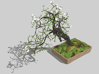 现代<em>植物盆栽</em>草图大师模型，茉莉花sketchup模型