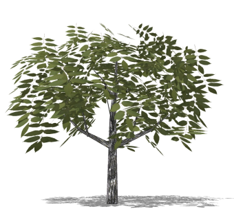 现代景观树草图大师模型，榆树sketchup模型