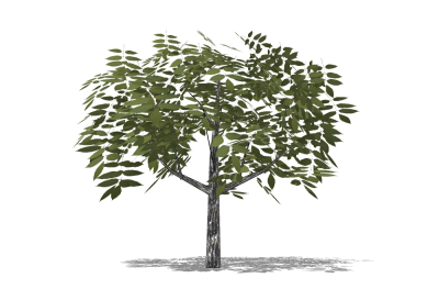 现代景观树草图大师模型，榆树sketchup模型