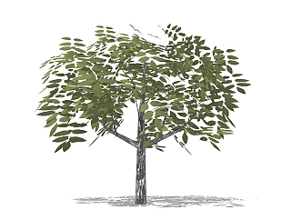 <em>现代景观</em>树草图大师模型，榆树sketchup模型