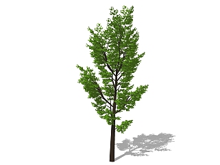 现代景观<em>树</em>草图大师模型，枫树sketchup模型
