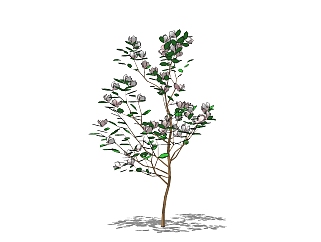 现代<em>景观树</em>草图大师模型，桃树sketchup模型