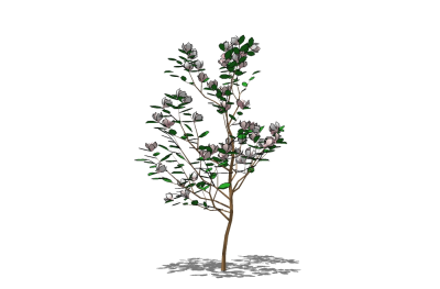 现代景观树草图大师模型，桃树sketchup模型