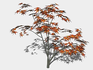 现代<em>景观树</em>草图大师模型，枫树sketchup模型