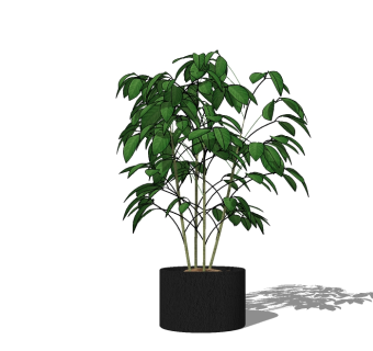 现代植物盆栽草图大师模型，瓜栗sketchup模型