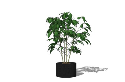 现代植物盆栽草图大师模型，瓜栗sketchup模型