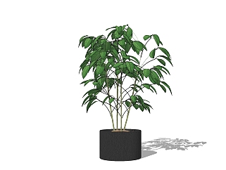 现代<em>植物</em>盆栽草图大师模型，瓜栗sketchup模型