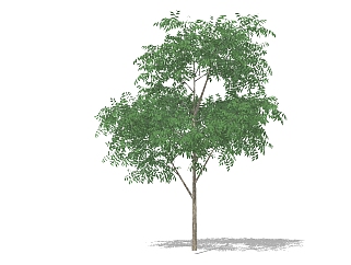 <em>现代景观</em>树草图大师模型，白杨树sketchup模型