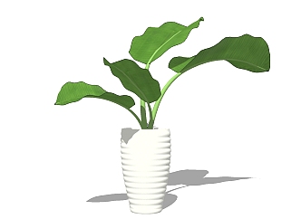 现代植物盆栽草图大师模型，海芋sketchup模型