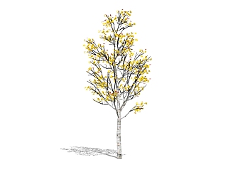 <em>现代景观树</em>草图大师模型，银杏sketchup模型