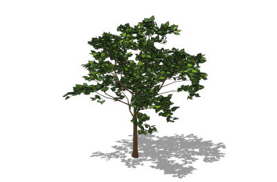 现代景观树草图大师模型，樟树sketchup模型