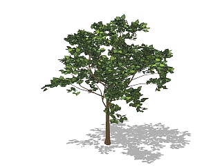 <em>现代景观</em>树草图大师模型，樟树sketchup模型