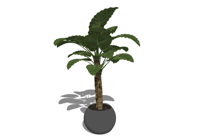 现代植物盆栽草图大师模型，绿霸王sketchup模型