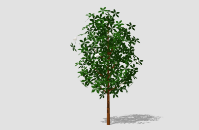 现代景观树草图大师模型，山茶树sketchup模型