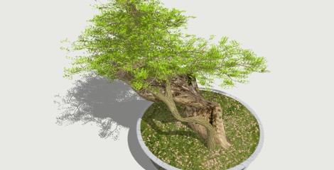 中式松树盆栽草图大师模型，黑松sketchup模型