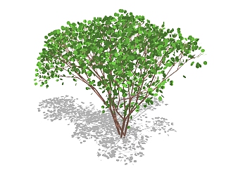 现代景观<em>树</em>草图大师模型，杜英sketchup模型