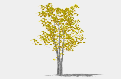 现代景观树草图大师模型，银杏sketchup模型