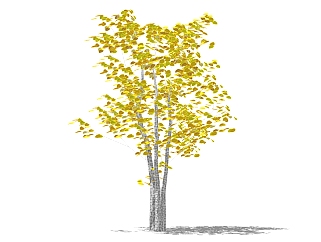 现代景观<em>树</em>草图大师模型，银杏sketchup模型