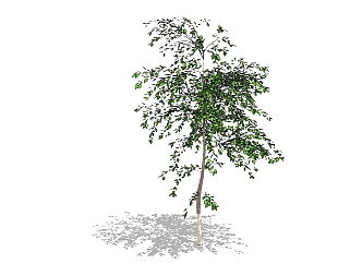 现代<em>景观树</em>草图大师模型，悬铃木sketchup模型