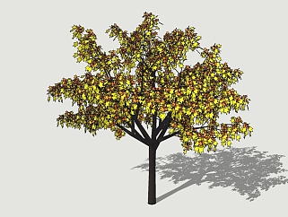 现代景观<em>树</em>草图大师模型，枫树sketchup模型