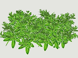 现代<em>植物</em>灌木草图大师模型，瓜子黄杨sketchup模型