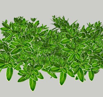 现代植物灌木草图大师模型，瓜子黄杨sketchup模型