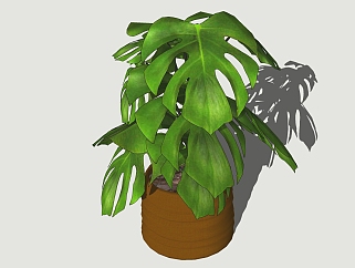 现代<em>植物</em>盆栽草图大师模型，龟背竹sketchup模型