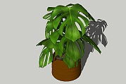 现代植物盆栽草图大师模型，龟背竹sketchup模型