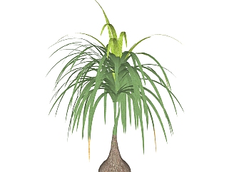 酒瓶兰绿植sketchup模型，室内观叶植物skp文件下载