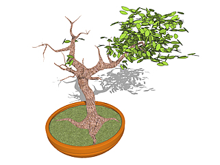 <em>榕树</em>盆栽草图大师模型，手绘绿植sketchup模型下载