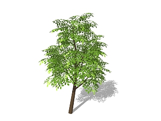菜豆<em>树景观</em>树免费su模型下载、景观树草图大师模型下载