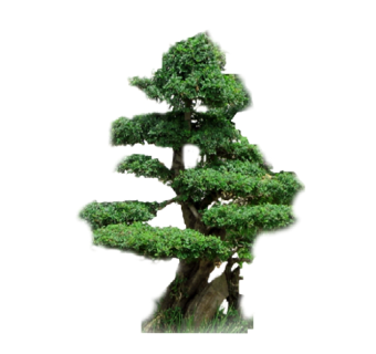 精品裸子植物su模型集下载