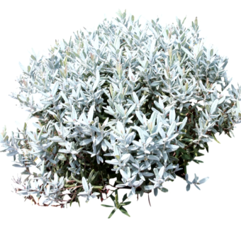 芙蓉菊su模型免费下载，草图大师植物草模型分享