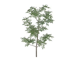 榉树景观<em>树</em>免费su模型下载、景观<em>树</em>草图大师模型下载