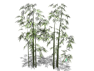 篌竹植物su模型，<em>景观绿植</em>草图大师模型下载
