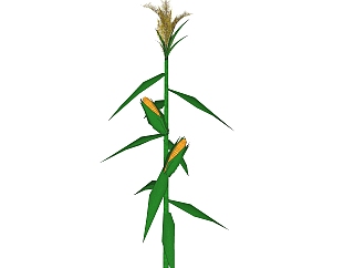 玉米绿植sketchup模型，现代<em>观叶植物</em>skp文件下载