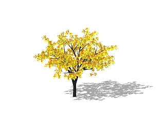 银杏红枫SU模型，银杏景观树草图大师模型免费下载