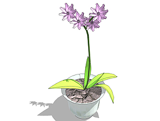 紫花雪山报春盆栽草图大师模型，手绘绿植sketchup模型下载