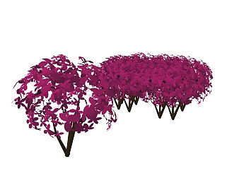 红花檵木灌木丛sketchup模型，<em>常绿</em>灌木skp文件下载