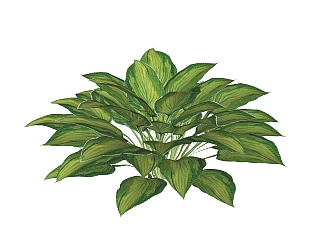 <em>玉簪</em>绿植sketchup模型，室内观叶植物skp文件下载