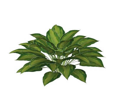 玉簪绿植sketchup模型，室内观叶植物skp文件下载