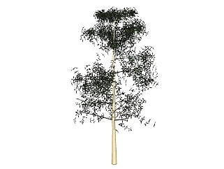 <em>南洋杉</em>景观树免费su模型下载、景观树草图大师模型下载