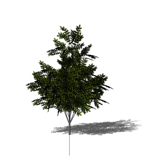 黄连木景观树SU模型，植物树草图大师模型免费下载