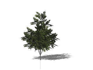 <em>黄连木</em>景观树SU模型，植物树草图大师模型免费下载