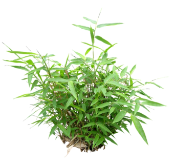 佛肚竹su模型免费下载，草图大师植物草模型分享