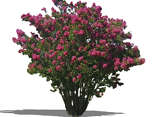 紫薇灌木丛su模型，常绿灌木草图大师模型下载