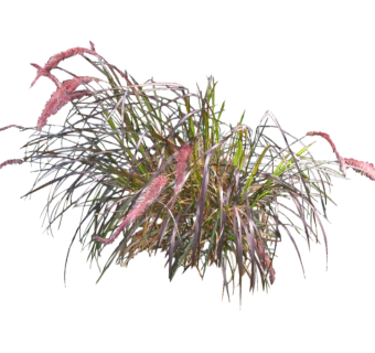 狼尾草su模型免费下载，草图大师植物狼尾草模型分享