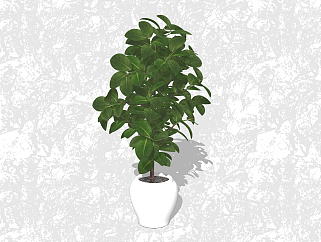 橡皮<em>树</em>盆栽草图大师模型，家居植物sketchup模型下载