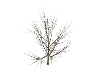 马褂木枯树乔木草图大师模型，景观绿植sketchup素材下载
